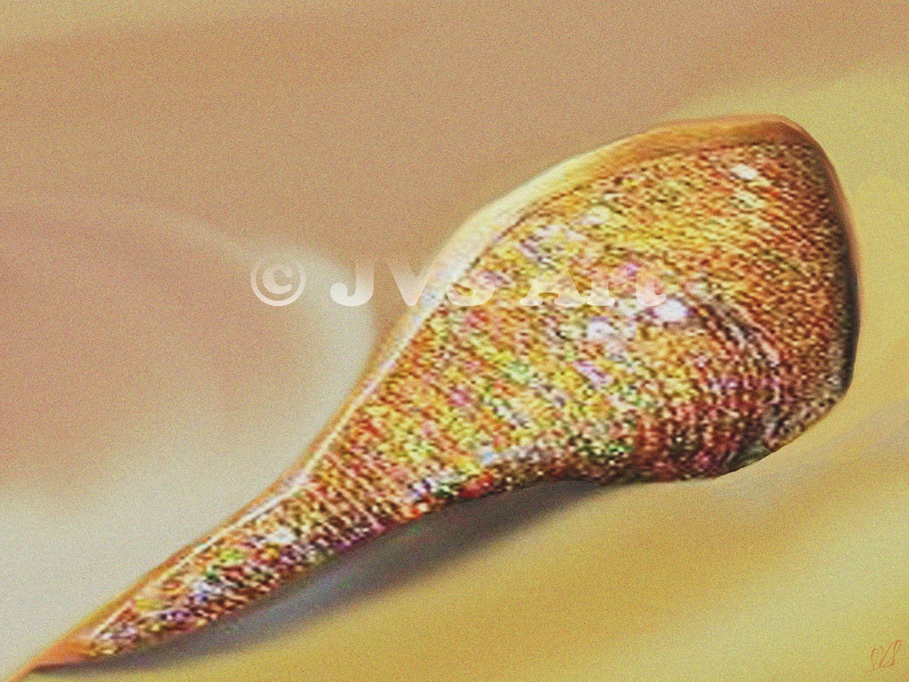JVS Art - Bejeweled Horn